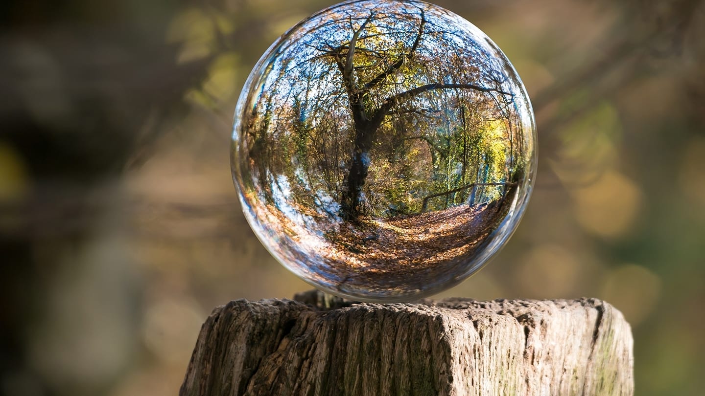 reflection of tree caught in a crystal ball