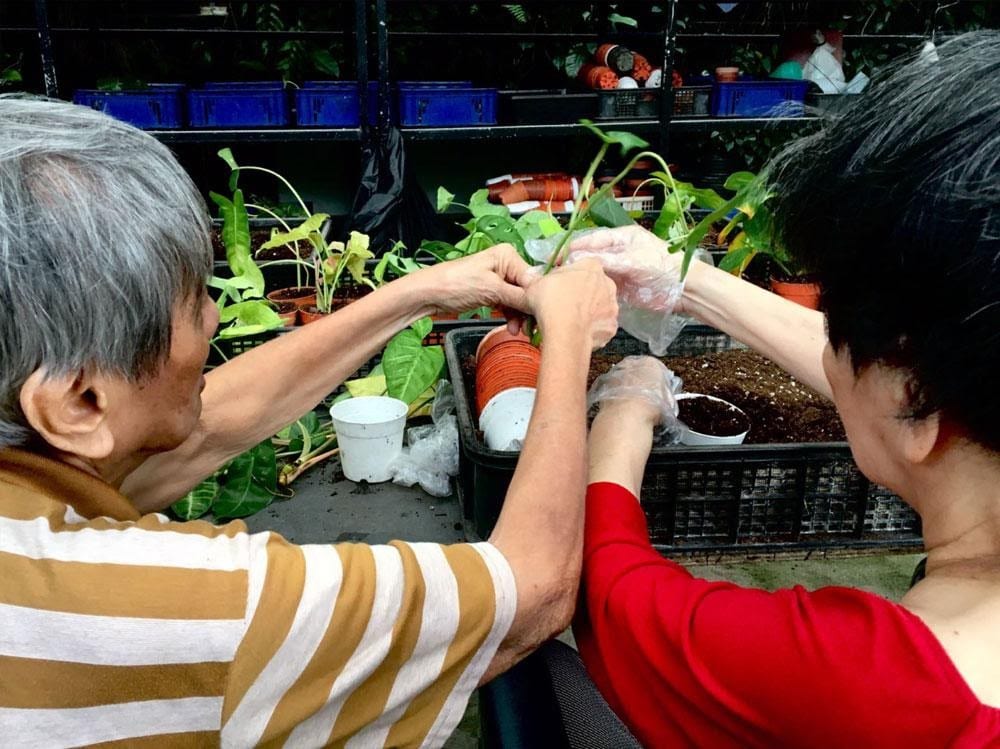 elderly man in brown striped shirt and elderly woman in red shirt planting plants