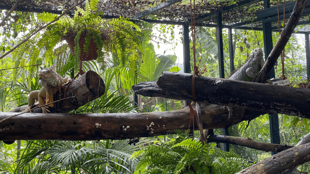 iguanas in an enclosure