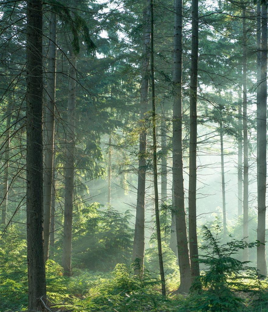 comparing a business ecosystem to a forest