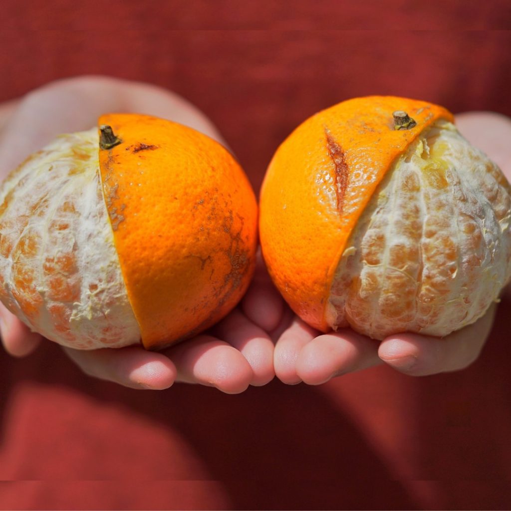 a pair of oranges from Singapore startup UglyFood