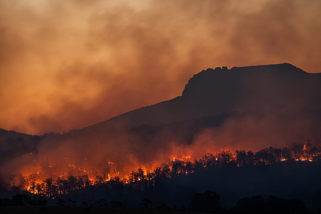 wildlifes burning in Australia